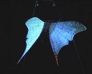 blue-twinkle-moth